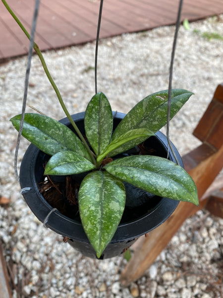 Hoya crassipetiolata splash (s)