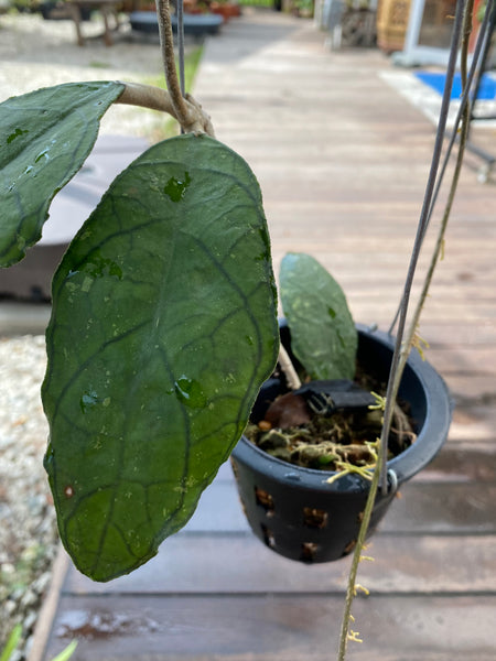 Hoya clemensorium