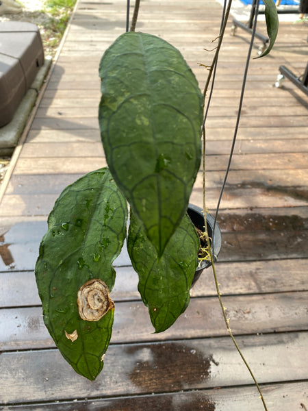 Hoya clemensorium