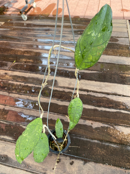 Hoya clemensorium
