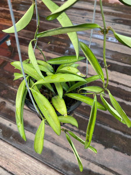 Hoya wayetii