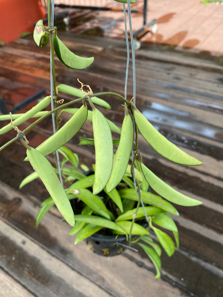 Hoya wayetii