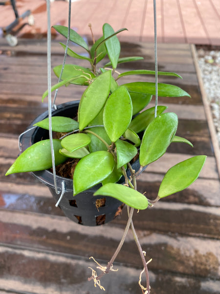 Hoya davidcummingii (s)