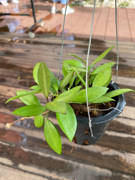 Hoya davidcummingii (s)