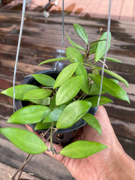 Hoya davidcummingii (s)