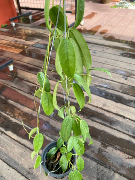 hoya tamdaoensis