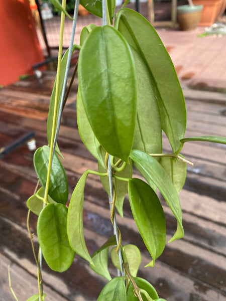 hoya tamdaoensis