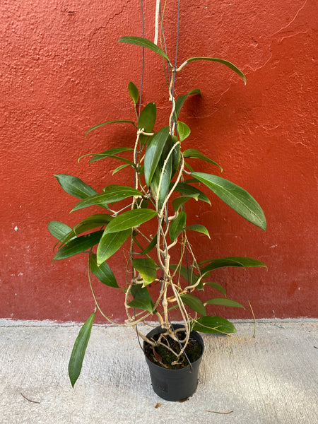 Hoya seed 28