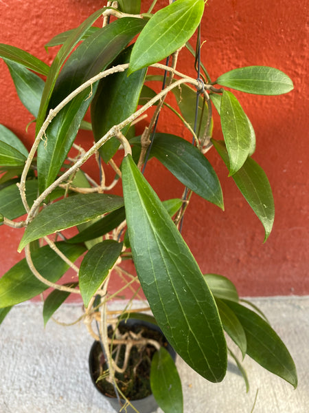 Hoya seed 28