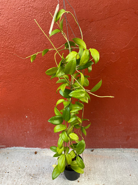 Hoya samoaensis