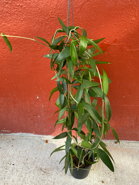 Hoya rubida