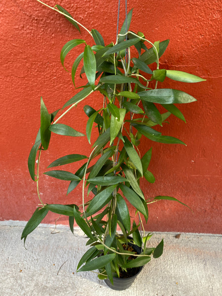 Hoya rubida