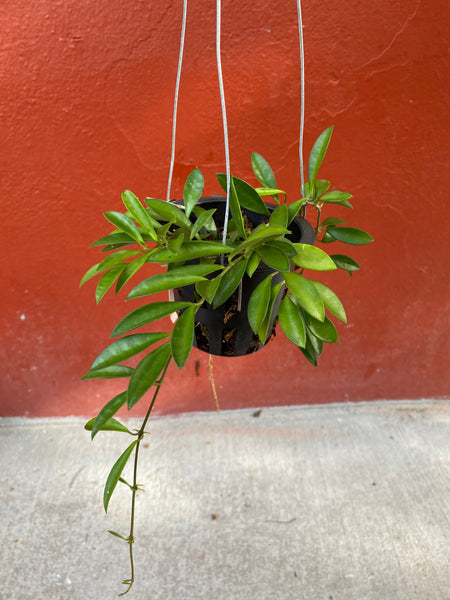 Hoya zambales