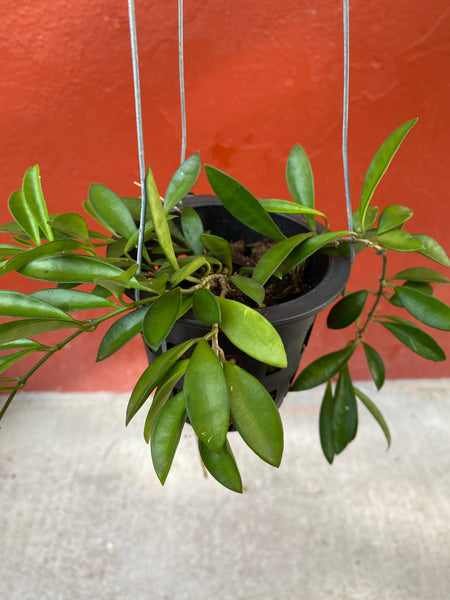Hoya zambales