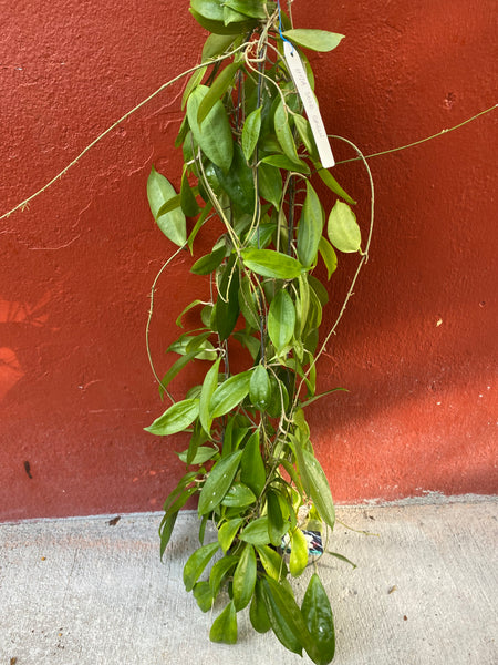 Hoya seed green