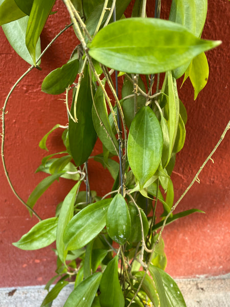 Hoya seed green