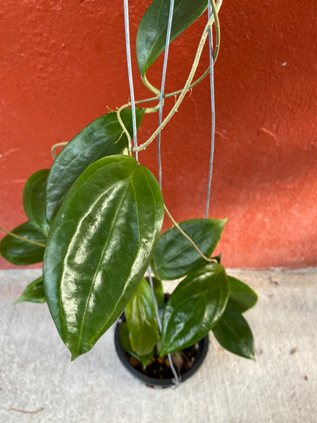 Hoya Ut033
