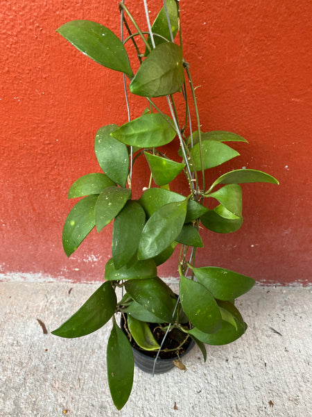Hoya micrantha