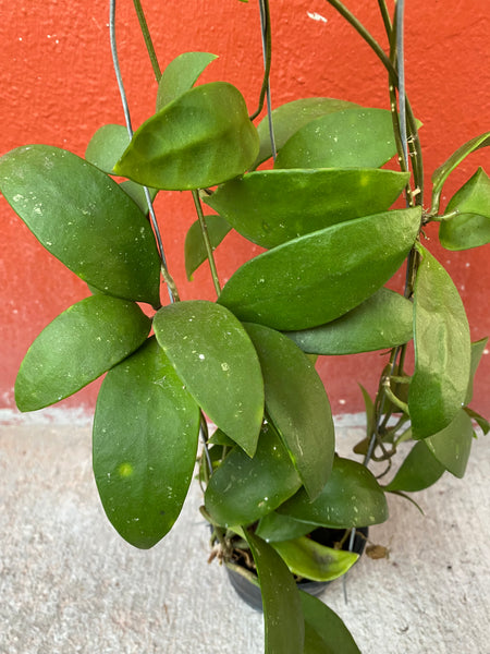 Hoya micrantha