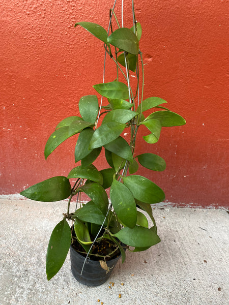 Hoya micrantha