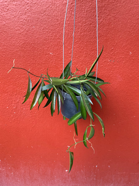 Hoya kentiana