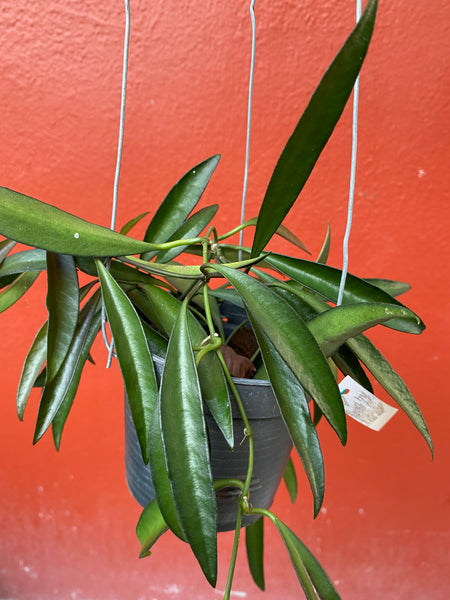 Hoya kentiana