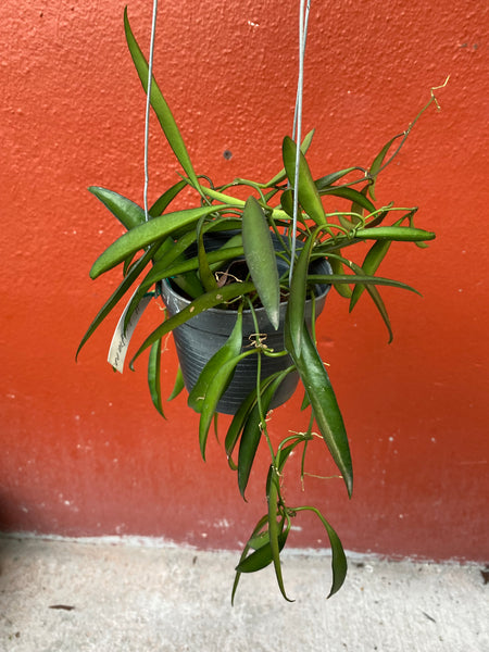 Hoya kentiana