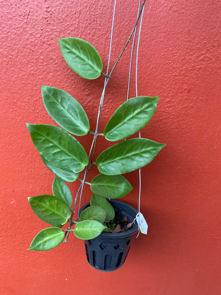 Hoya inflata