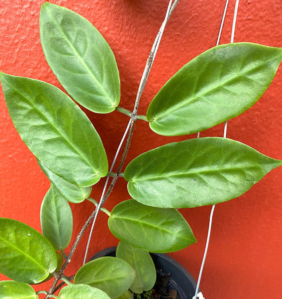 Hoya inflata