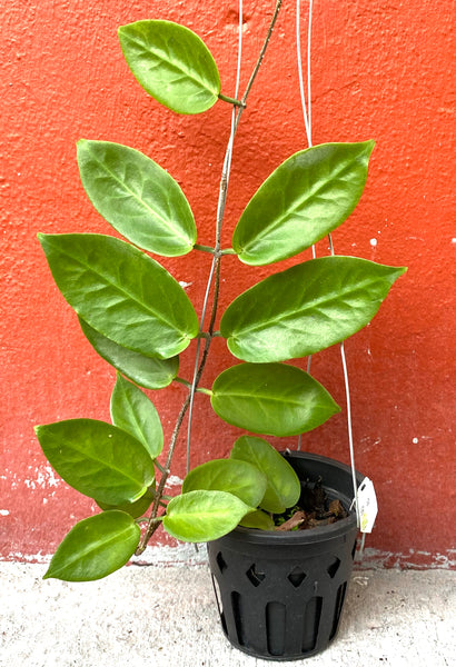 Hoya inflata