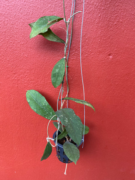 Hoya peninsularis