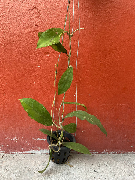 Hoya peninsularis