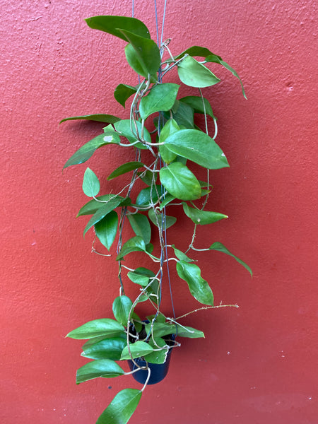 Hoya cominsii