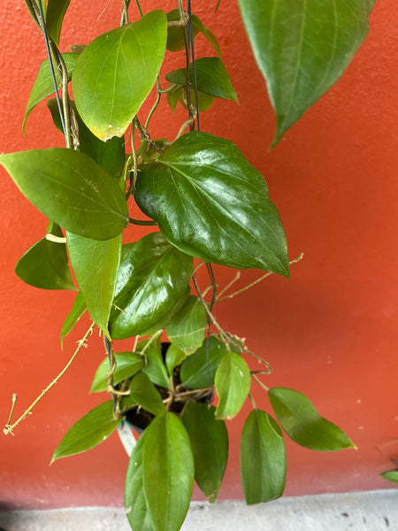 Hoya cominsii