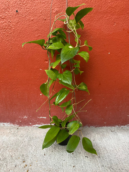 Hoya cominsii