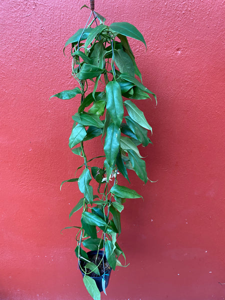 Hoya boutii sunrise