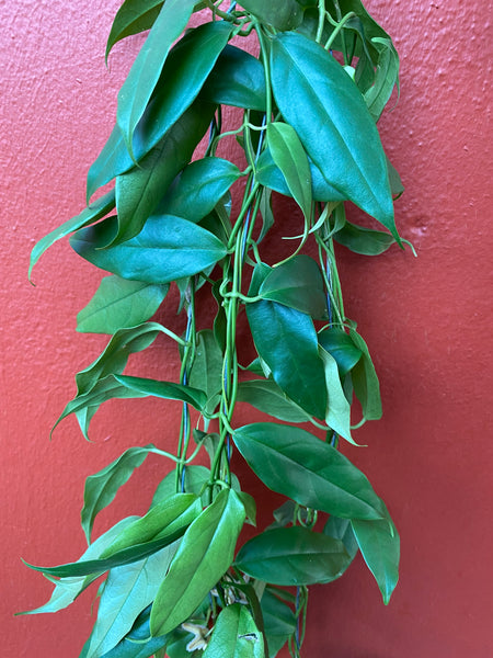 Hoya boutii sunrise