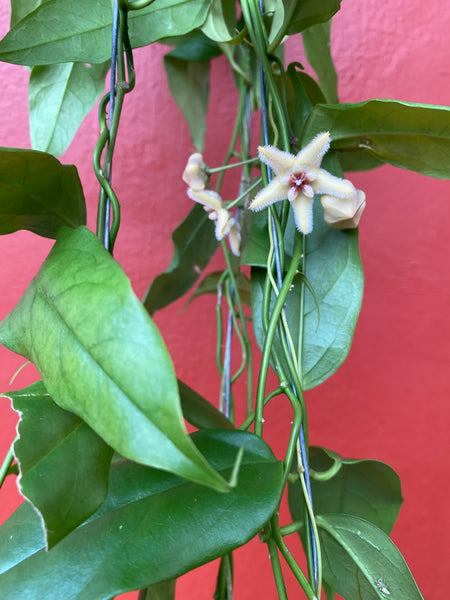 Hoya boutii sunrise