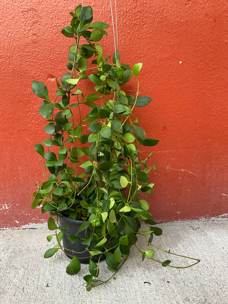 Hoya heuschkeliana