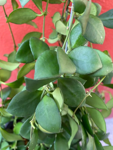 Hoya heuschkeliana