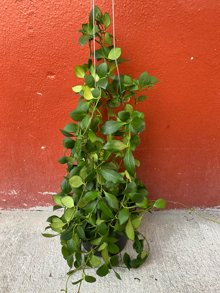 Hoya heuschkeliana