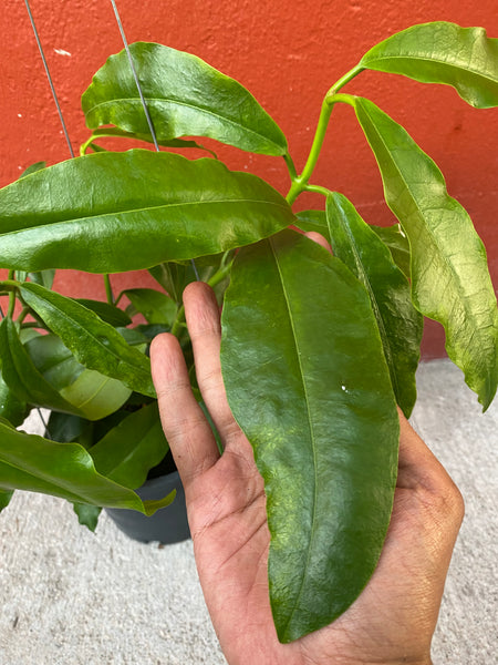 Hoya imperalis red