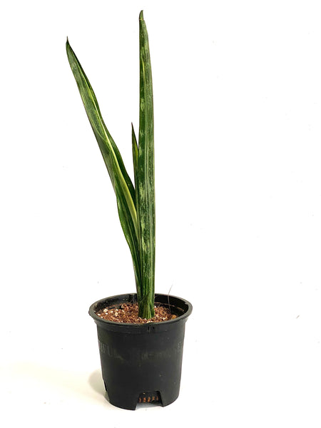 Sansevieria Bantel's Sensation