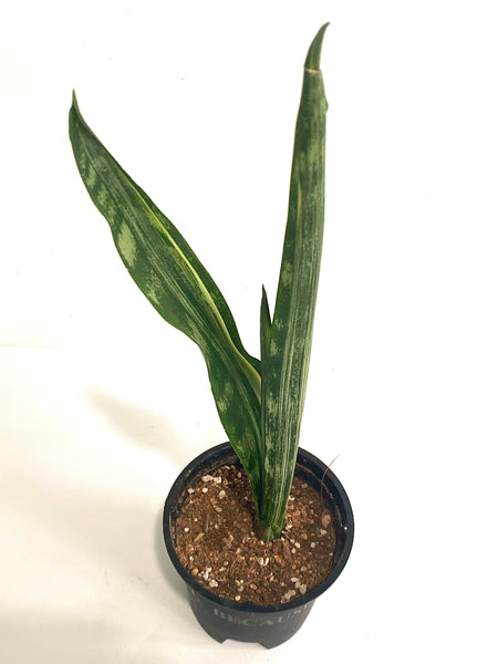 Sansevieria Bantel's Sensation