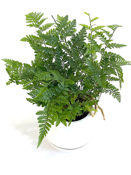 Davallia Denticulata (aka Rabbit Foot Fern)