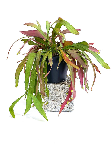 Rhipsalis ramulosa 'Red Coral'