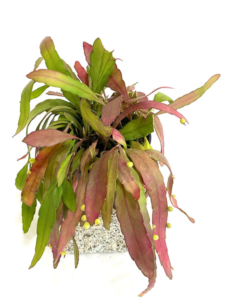 Rhipsalis ramulosa 'Red Coral'