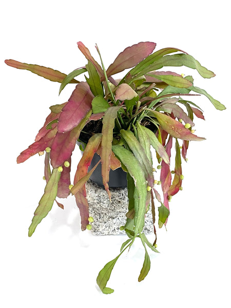 Rhipsalis ramulosa 'Red Coral'