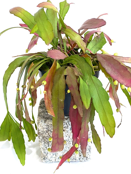 Rhipsalis ramulosa 'Red Coral'