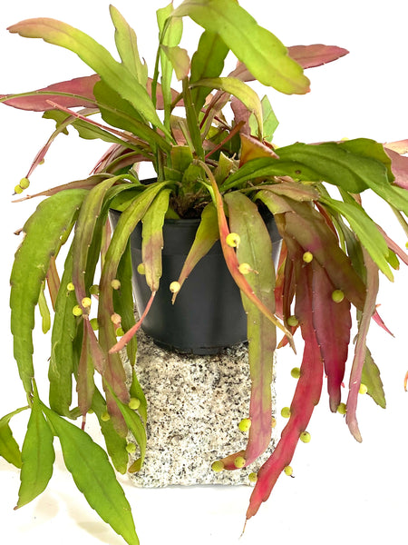 Rhipsalis ramulosa 'Red Coral'